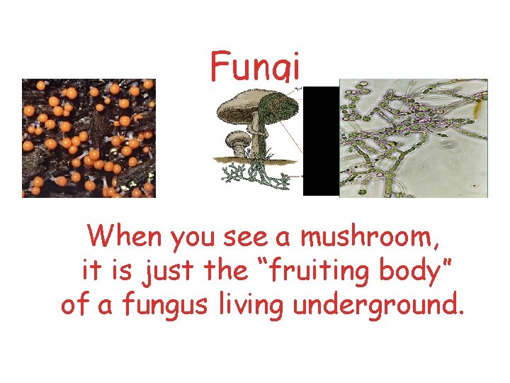 Fungi When you see a mushroom, it is just the “fruiting body” of a