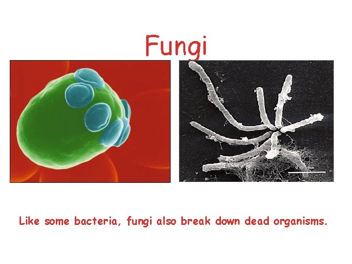 Fungi Like some bacteria, fungi also break down dead organisms. 