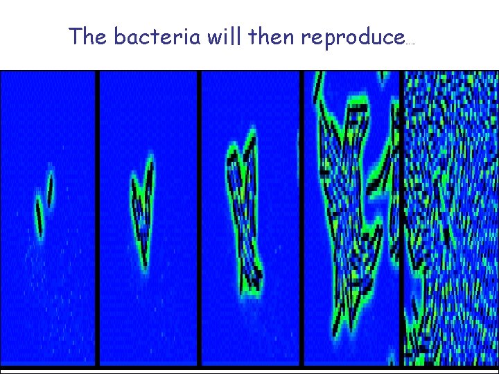 The bacteria will then reproduce …… 