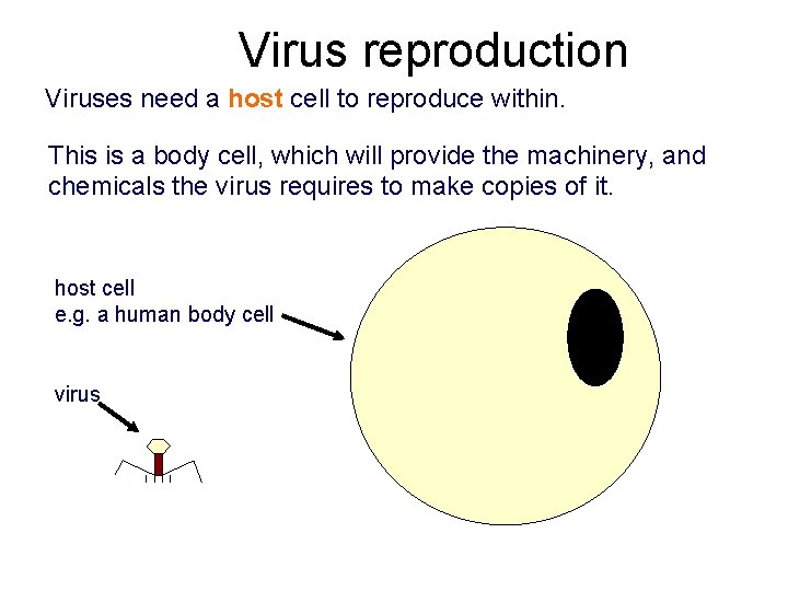 Virus reproduction Viruses need a host cell to reproduce within. This is a body