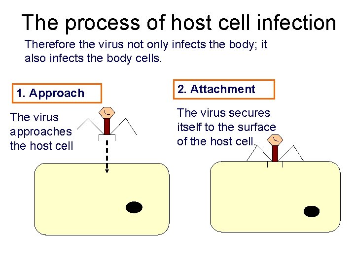 The process of host cell infection Therefore the virus not only infects the body;