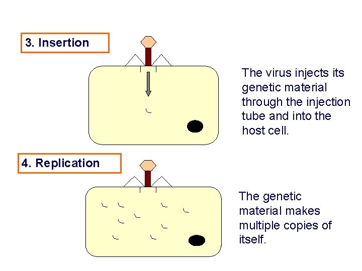 3. Insertion The virus injects its genetic material through the injection tube and into