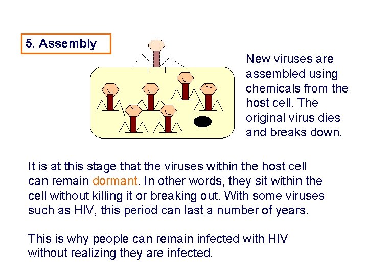 5. Assembly New viruses are assembled using chemicals from the host cell. The original