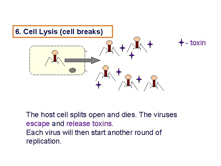 6. Cell Lysis (cell breaks) - toxin The host cell splits open and dies.