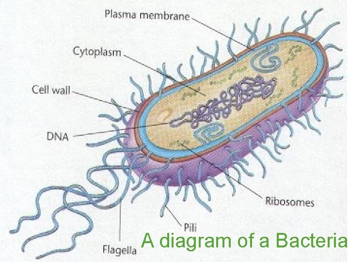 A diagram of a Bacteria 