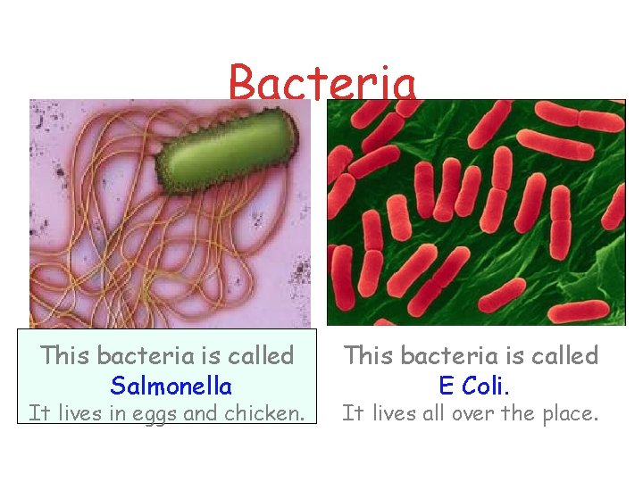 Bacteria This bacteria is called Salmonella It lives in eggs and chicken. This bacteria