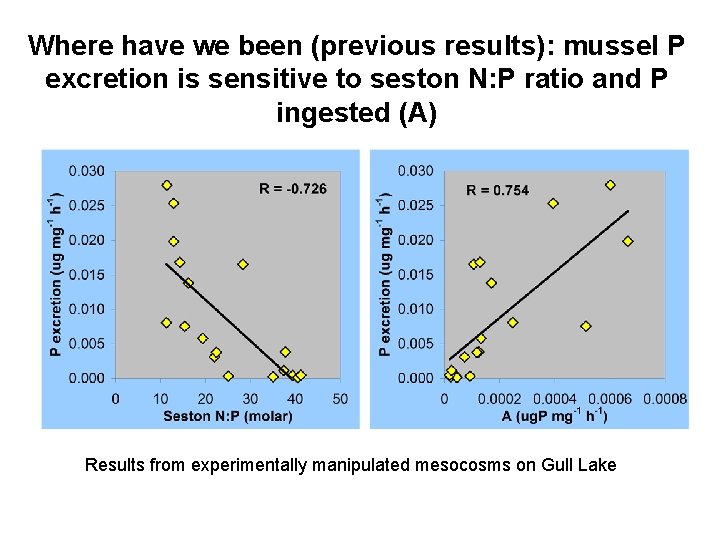 Where have we been (previous results): mussel P excretion is sensitive to seston N: