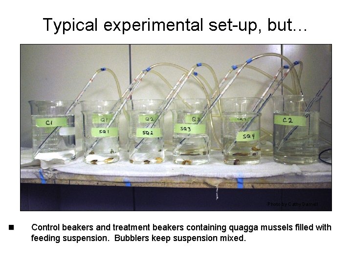 Typical experimental set-up, but… Photo by Cathy Darnell n Control beakers and treatment beakers