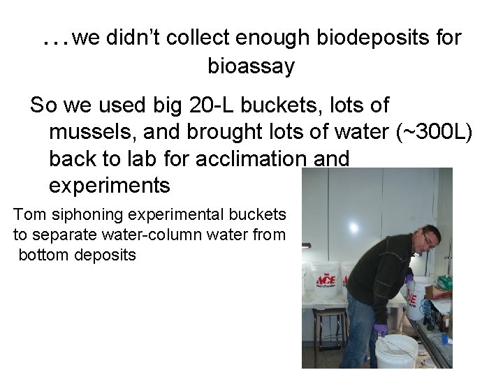 …we didn’t collect enough biodeposits for bioassay So we used big 20 -L buckets,