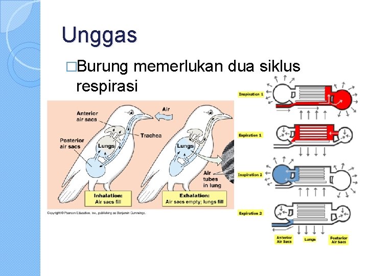 Unggas �Burung memerlukan dua siklus respirasi 