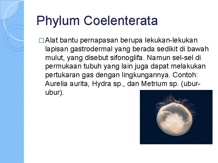 Phylum Coelenterata � Alat bantu pernapasan berupa lekukan-lekukan lapisan gastrodermal yang berada sedikit di