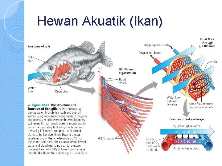 Hewan Akuatik (Ikan) 