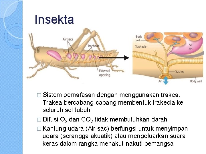Insekta � Sistem pernafasan dengan menggunakan trakea. Trakea bercabang-cabang membentuk trakeola ke seluruh sel