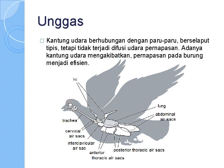 Unggas � Kantung udara berhubungan dengan paru-paru, berselaput tipis, tetapi tidak terjadi difusi udara