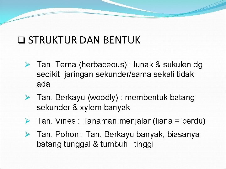 q STRUKTUR DAN BENTUK Ø Tan. Terna (herbaceous) : lunak & sukulen dg sedikit