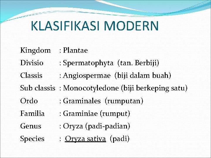 KLASIFIKASI MODERN Kingdom : Plantae Divisio : Spermatophyta (tan. Berbiji) Classis : Angiospermae (biji