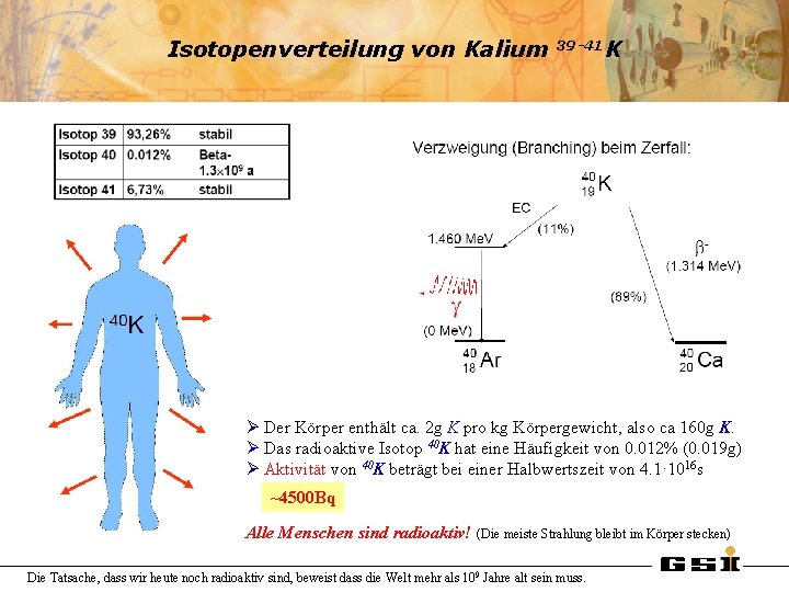 Isotopenverteilung von Kalium 39 -41 K Ø Der Körper enthält ca. 2 g K