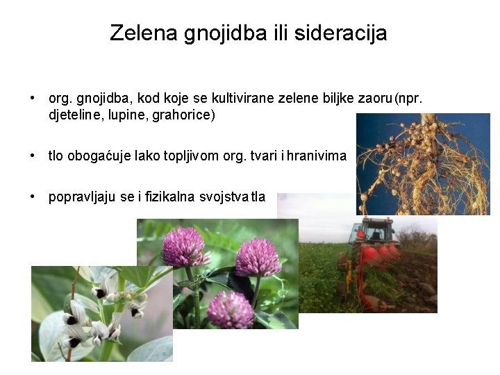 Zelena gnojidba ili sideracija • org. gnojidba, kod koje se kultivirane zelene biljke zaoru