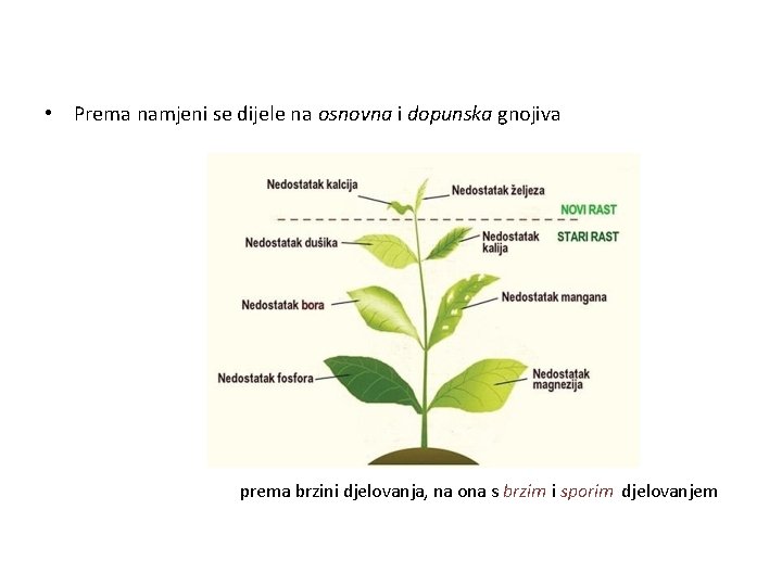  • Prema namjeni se dijele na osnovna i dopunska gnojiva prema brzini djelovanja,