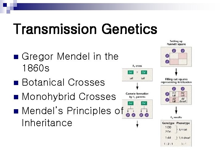 Transmission Genetics Gregor Mendel in the 1860 s n Botanical Crosses n Monohybrid Crosses Transmission Genetics Gregor Mendel in the 1860 s n Botanical Crosses n Monohybrid Crosses