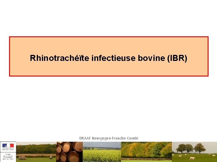 Rhinotrachéïte infectieuse bovine (IBR) DRAAF Bourgogne-Franche-Comté 