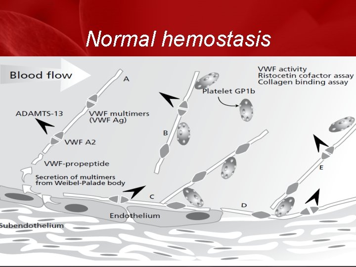 Normal hemostasis 