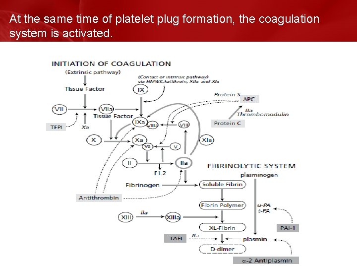 At the same time of platelet plug formation, the coagulation system is activated. 