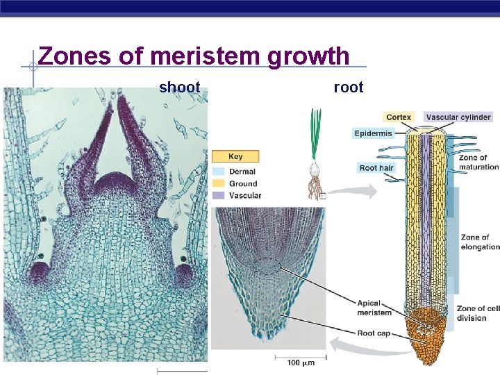 Zones of meristem growth shoot AP Biology root 