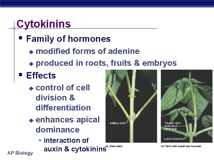 Cytokinins § Family of hormones modified forms of adenine u produced in roots, fruits