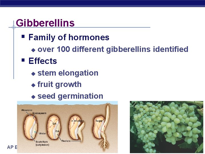 Gibberellins § Family of hormones u over 100 different gibberellins identified § Effects stem
