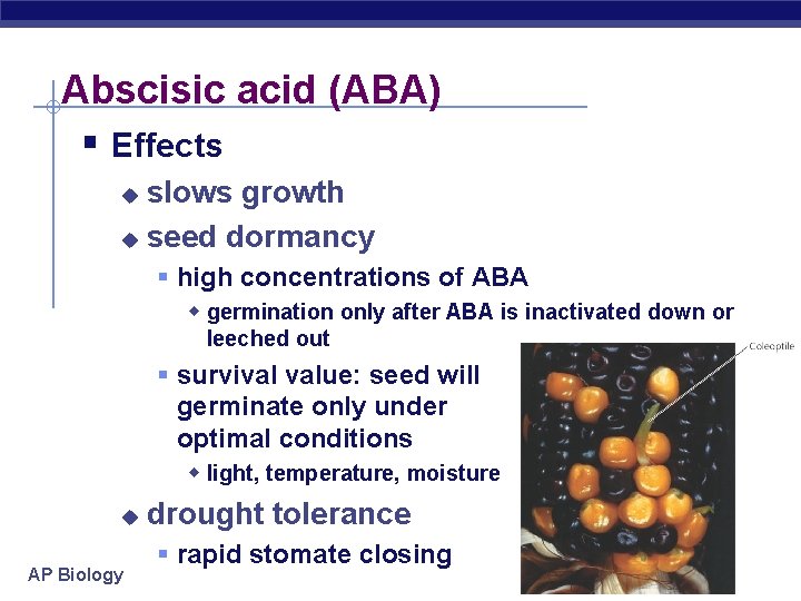 Abscisic acid (ABA) § Effects slows growth u seed dormancy u § high concentrations