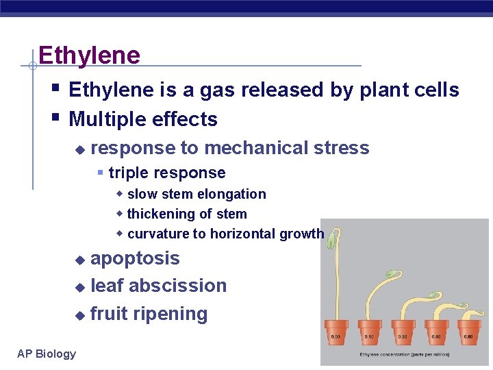 Ethylene § Ethylene is a gas released by plant cells § Multiple effects u