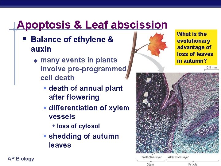 Apoptosis & Leaf abscission § Balance of ethylene & auxin u many events in