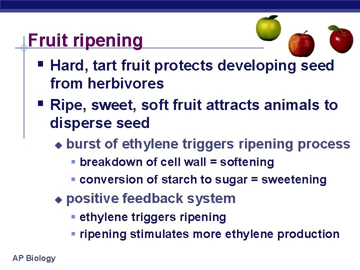 Fruit ripening § Hard, tart fruit protects developing seed § from herbivores Ripe, sweet,