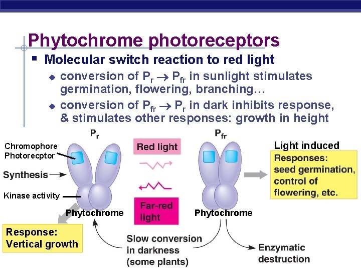 Phytochrome photoreceptors § Molecular switch reaction to red light u u conversion of Pr