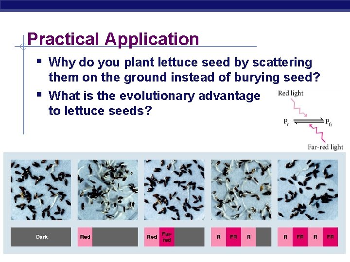 Practical Application § Why do you plant lettuce seed by scattering § them on