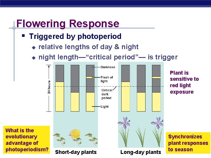 Flowering Response § Triggered by photoperiod u u relative lengths of day & night
