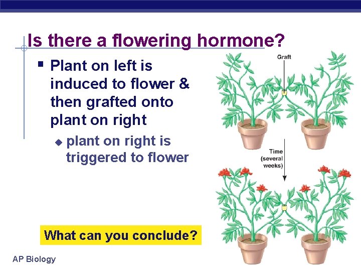 Is there a flowering hormone? § Plant on left is induced to flower &