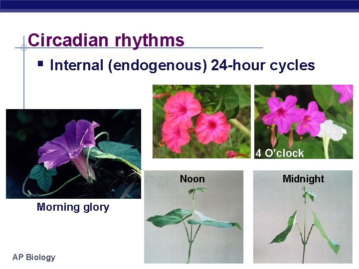 Circadian rhythms § Internal (endogenous) 24 -hour cycles 4 O’clock Noon Morning glory AP