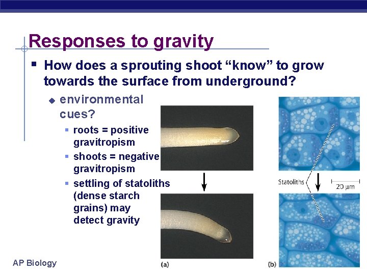 Responses to gravity § How does a sprouting shoot “know” to grow towards the