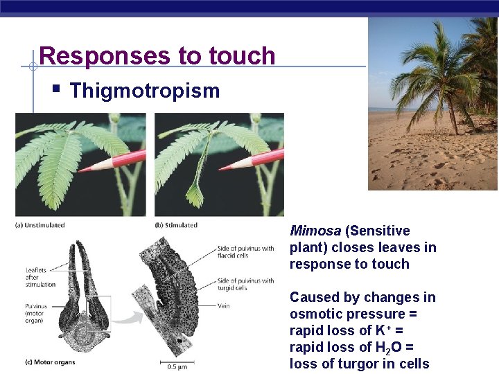 Responses to touch § Thigmotropism Mimosa (Sensitive plant) closes leaves in response to touch