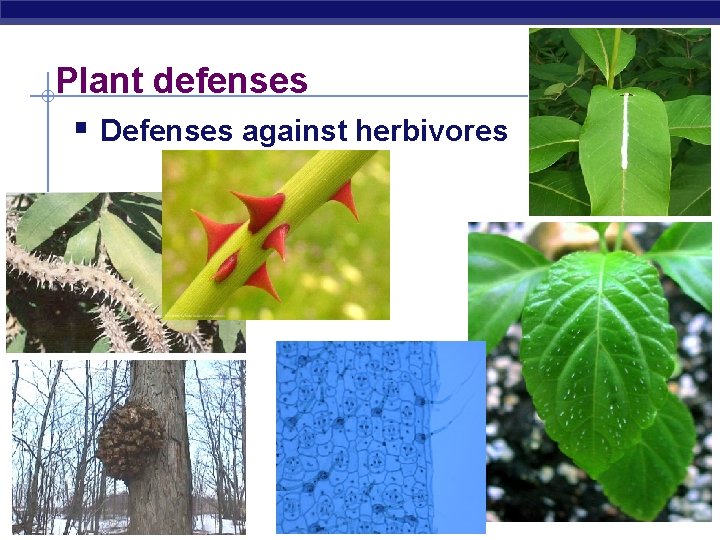 Plant defenses § Defenses against herbivores AP Biology 