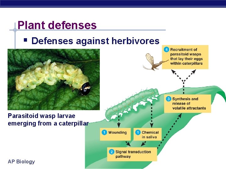Plant defenses § Defenses against herbivores Parasitoid wasp larvae emerging from a caterpillar AP