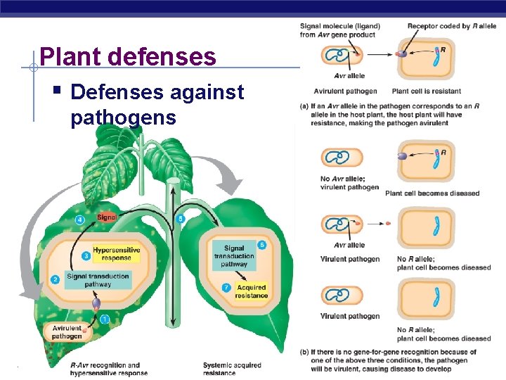 Plant defenses § Defenses against pathogens AP Biology 
