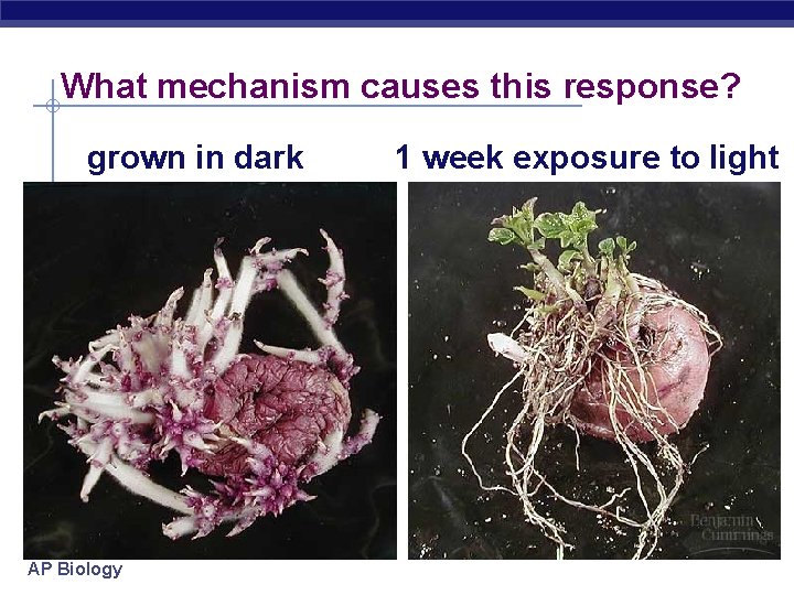 What mechanism causes this response? grown in dark AP Biology 1 week exposure to