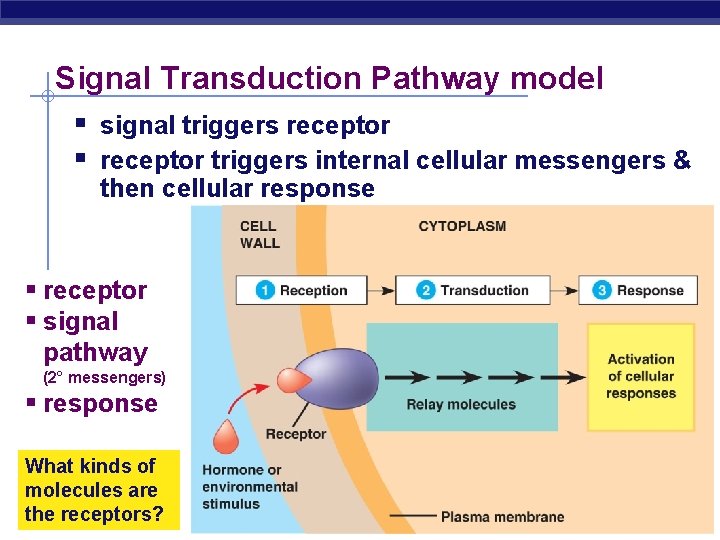Signal Transduction Pathway model § signal triggers receptor § receptor triggers internal cellular messengers