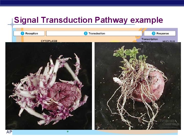 Signal Transduction Pathway example 1. Light signal is detected by the phytochrome receptor, which