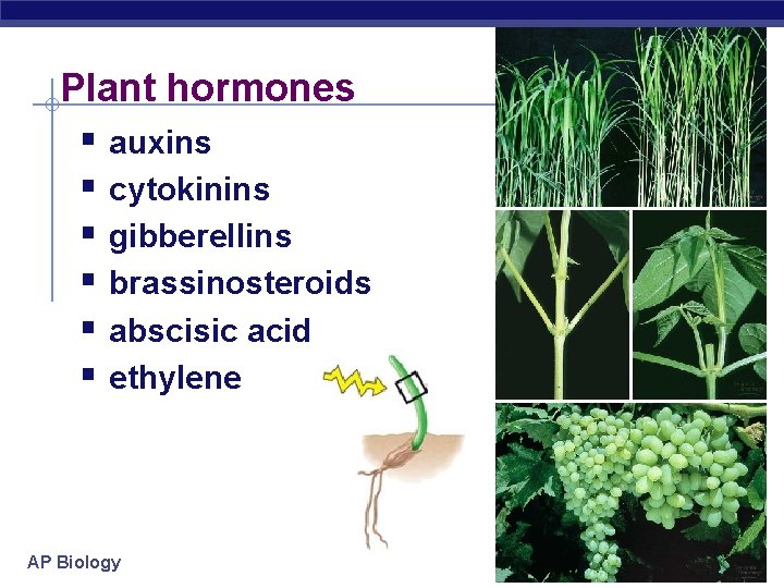 Plant hormones § auxins § cytokinins § gibberellins § brassinosteroids § abscisic acid §