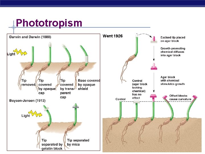 Phototropism § Growth towards light Went 1926 AP Biology 