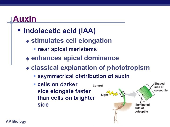 Auxin § Indolacetic acid (IAA) u stimulates cell elongation § near apical meristems enhances